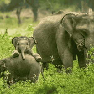 dawn of the wild 6 day sri lanka wildlife tour