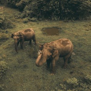 dawn of the wild 6 day sri lanka wildlife tour