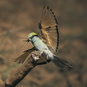 emerald heart of sri lanka 12 day nature tour