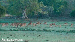 Sri Lanka Wildlife Tours
