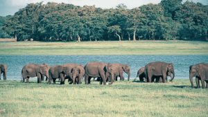 sri lanka wildlife tours