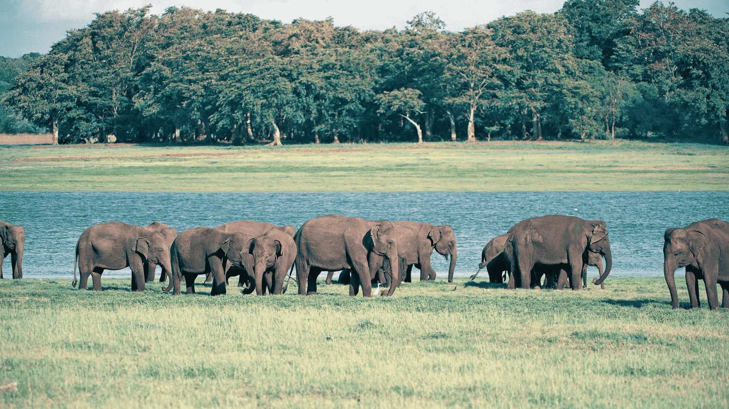 sri lanka wildlife tours