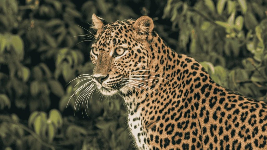 dawn of the wild 6 day sri lanka wildlife tour