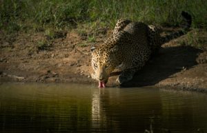 Sri Lanka wildlife and nature tours safari photo