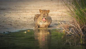 Wilpattu national park safari Sri Lanka 13-day wildlife tour