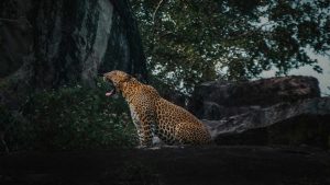 SriLanka wildlife