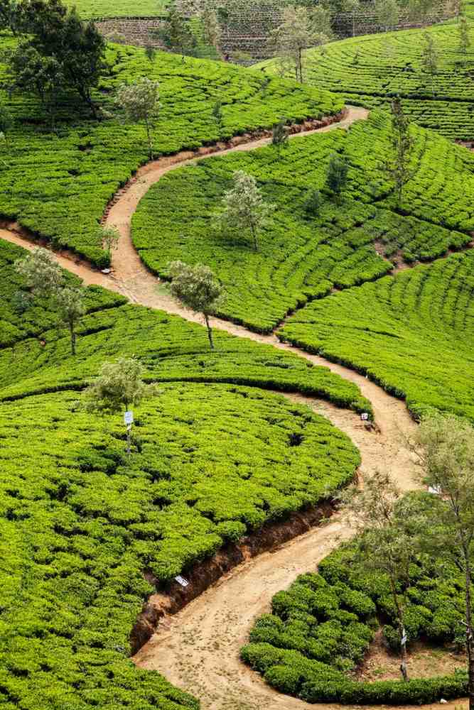 Nuwara Eliya tea plantations on a Sri Lanka heritage tour